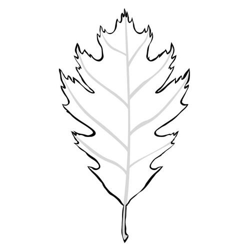 Oak Leaf Coloring Page free printable Leaf Coloring Pages coloring page
