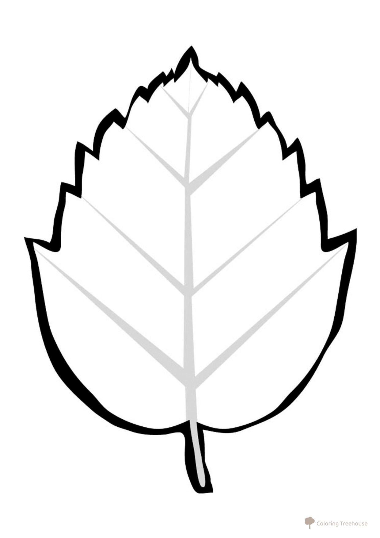 Witch Hazel (Hamamelis) Coloring Page free printable Leaf Coloring Pages coloring page