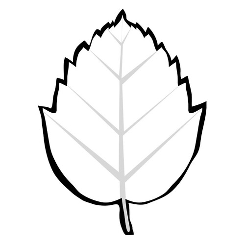 Witch Hazel (Hamamelis) Coloring Page free printable Leaf Coloring Pages coloring page