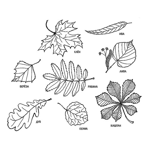 Libro para colorear Colección de hojas dibujo para colorear gratis de Páginas para colorear: hojas de árboles