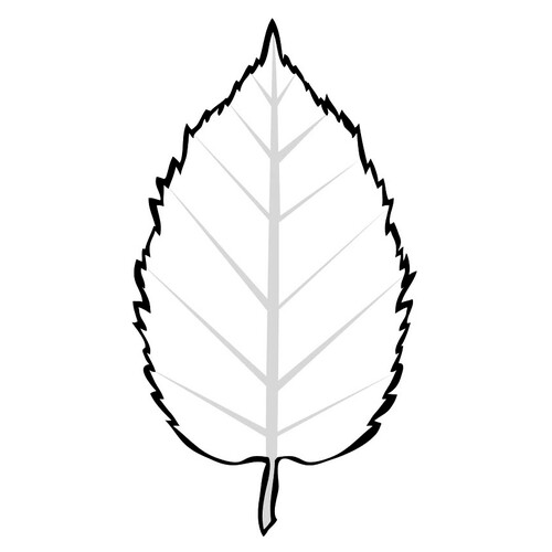 桦叶(或榆叶)填色页 免费可打印树叶填色画涂色页