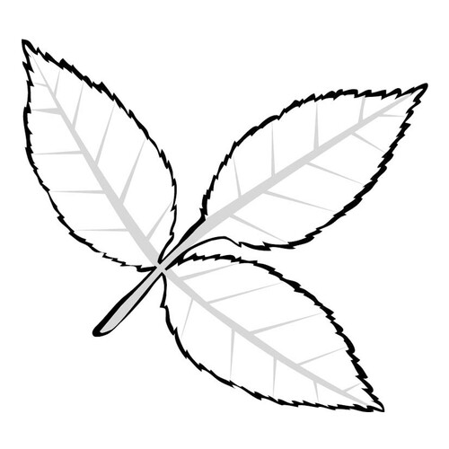 涂色页:白蜡树叶 免费可打印树叶填色画涂色页