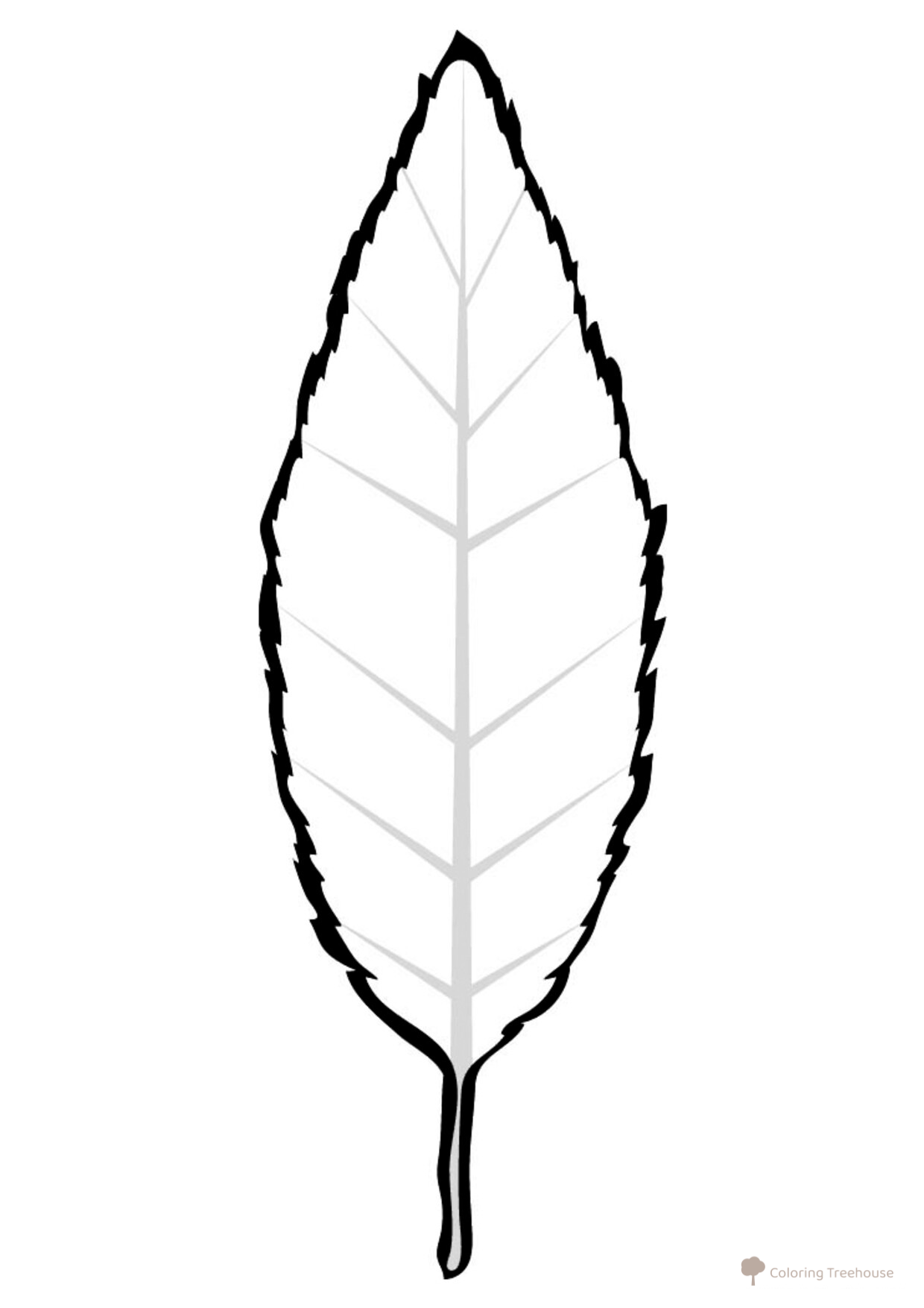 Página para colorear: Hoja de cerezo dibujo para colorear gratis de Páginas para colorear: hojas de árboles