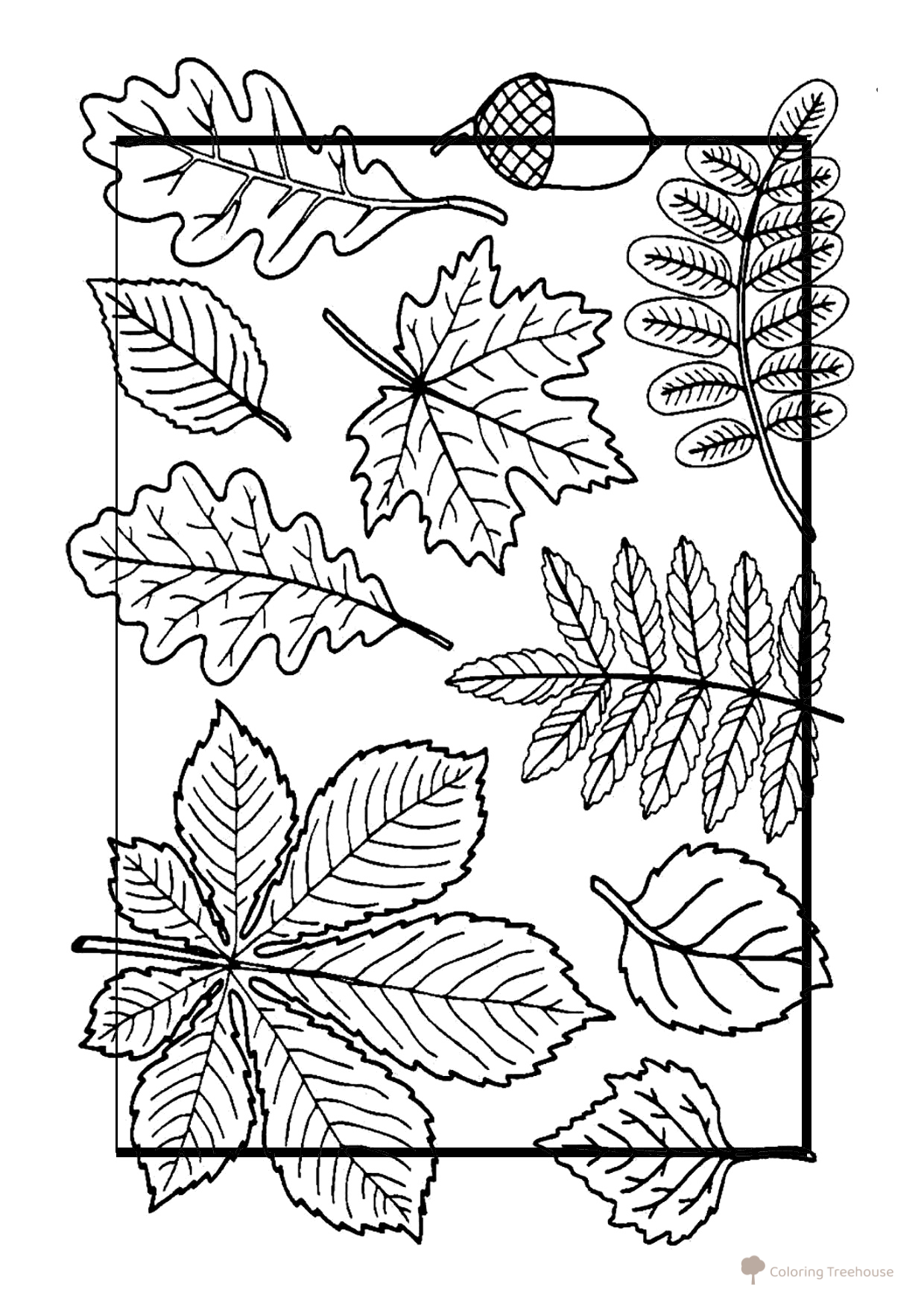 Página para colorear: Hojas para niños en edad preescolar dibujo para colorear gratis de Páginas para colorear: hojas de árboles