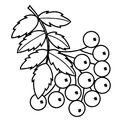 涂色页:花楸树叶 免费可打印树叶填色画涂色页