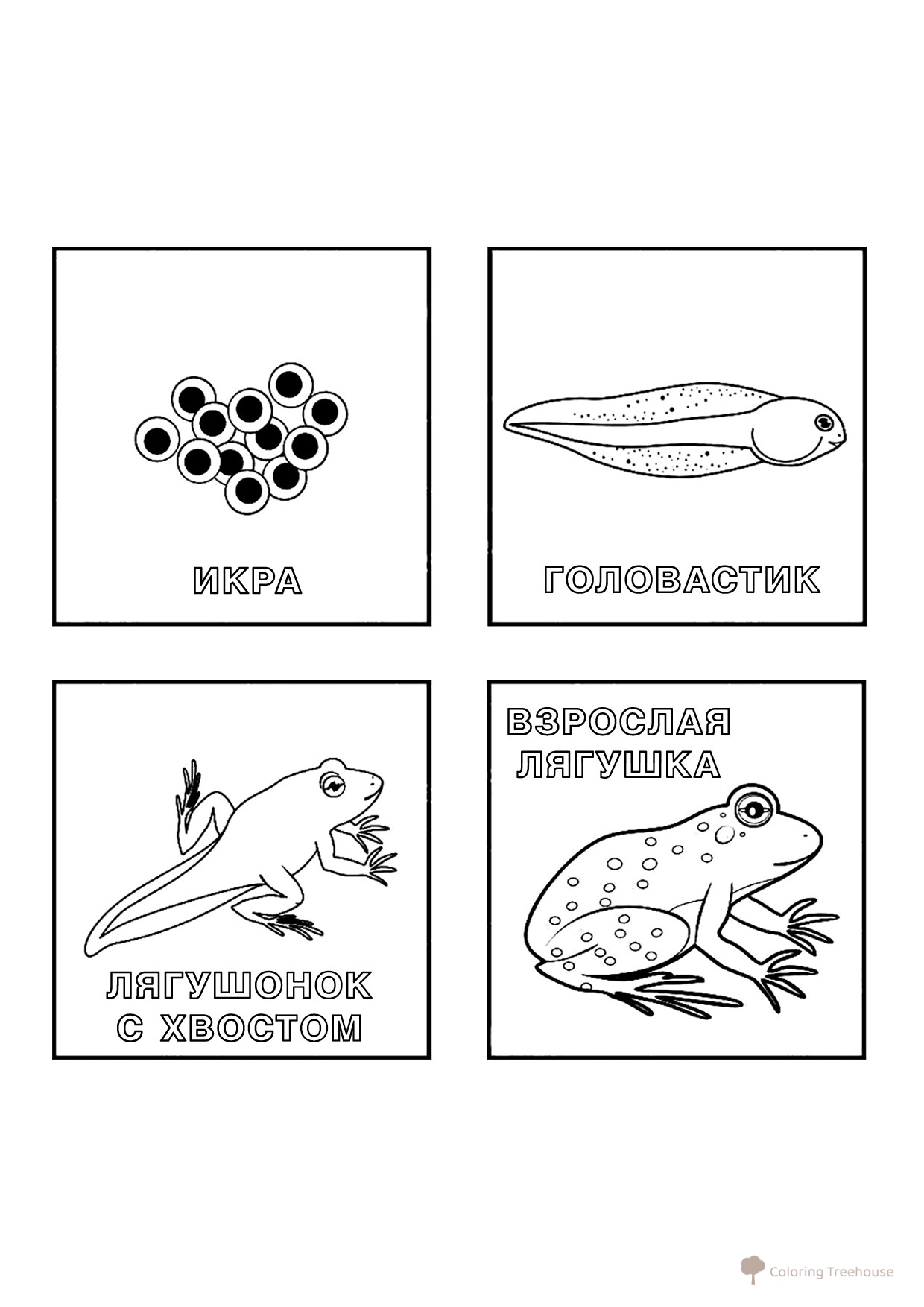 Página para colorear: Ciclo de vida de la rana dibujo para colorear gratis de Páginas para colorear de ranas