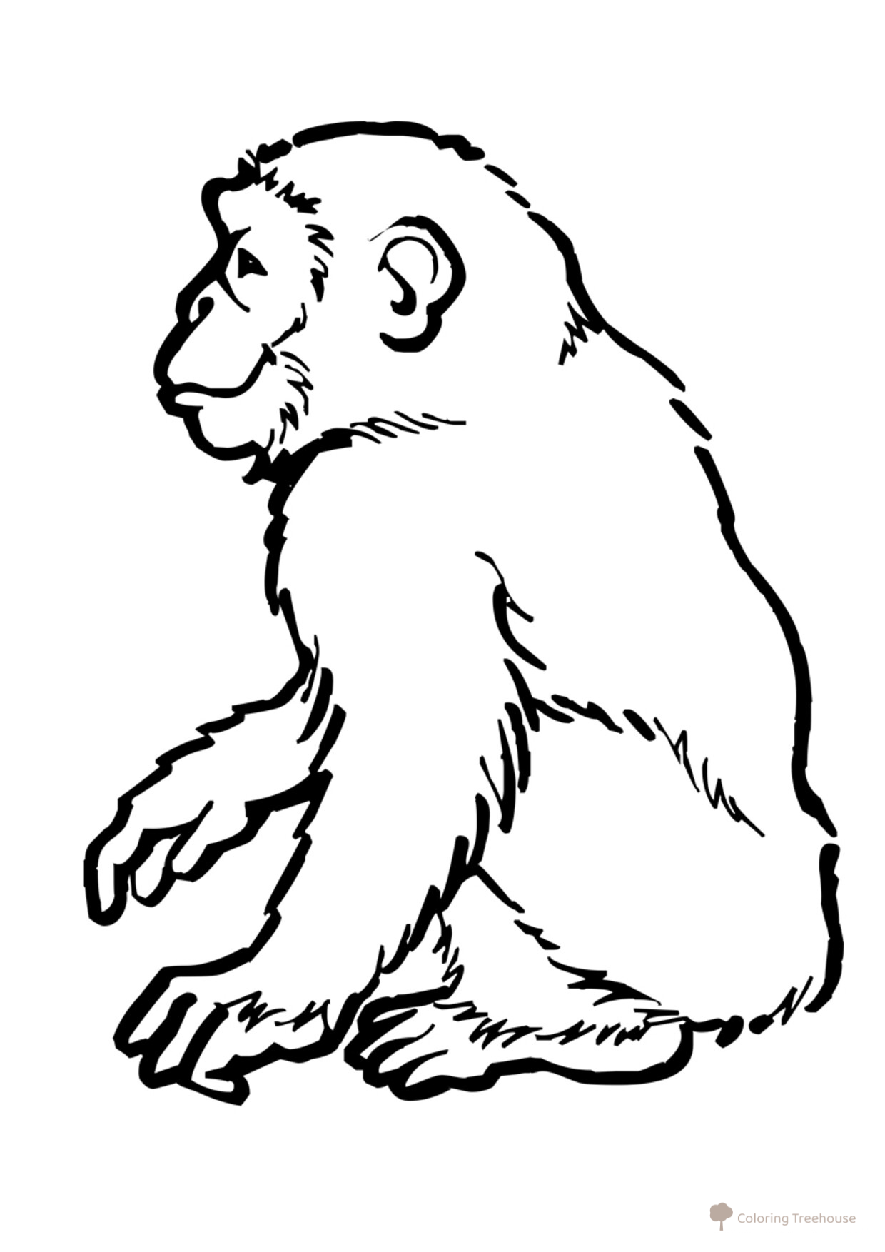 Página para colorear: Chimpancé dibujo para colorear gratis de Páginas para colorear de monos para niños