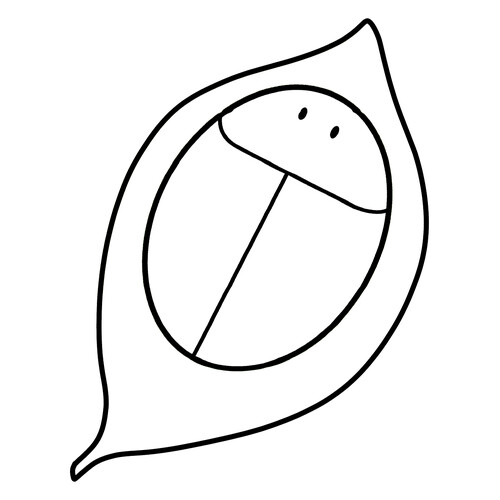 Tortoise Beetle Hiding Its Legs Coloring Page free printable Insect Coloring Pages for Toddlers coloring page