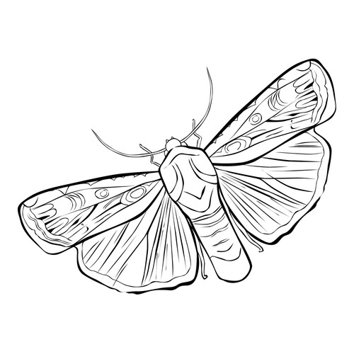 Página para colorear: Polilla dibujo para colorear gratis de Páginas para colorear de insectos