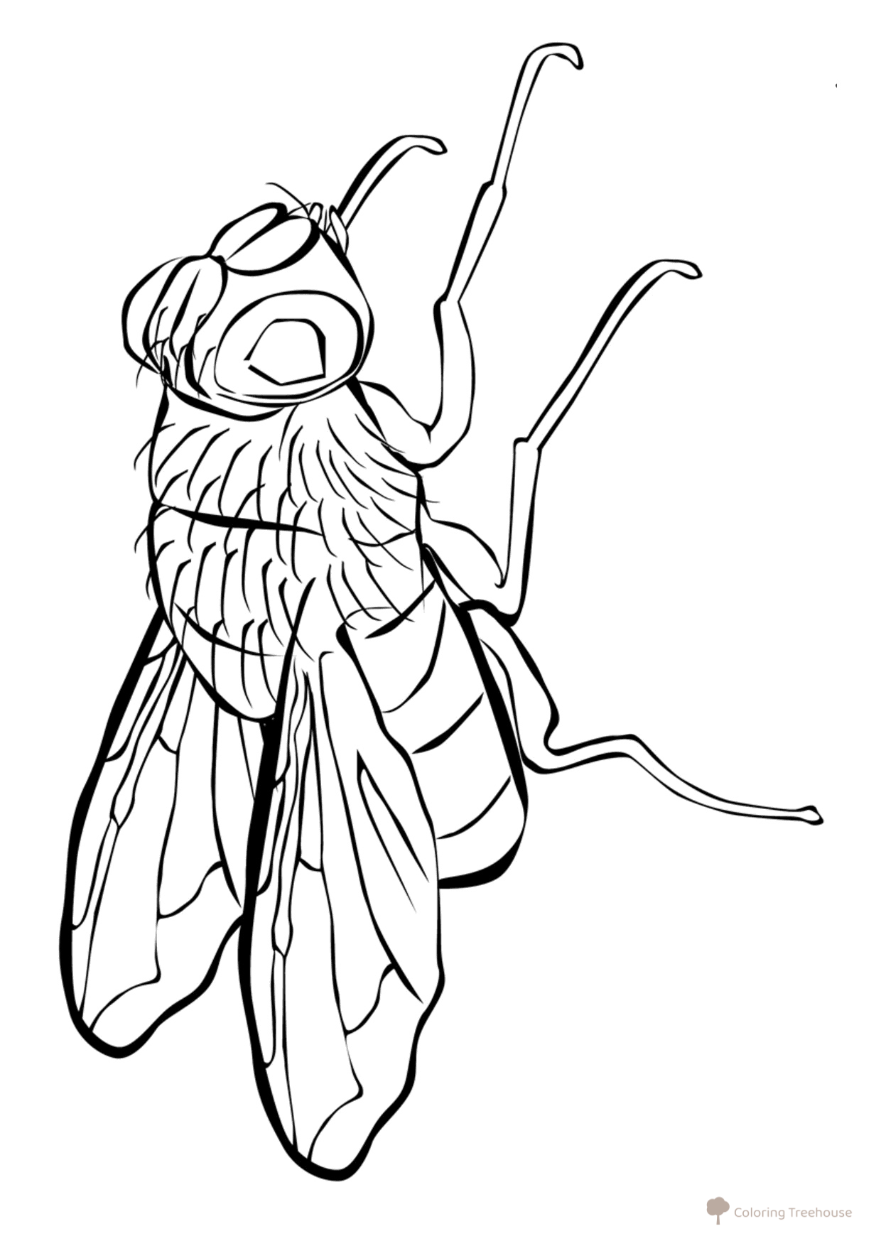 Fly Coloring Page free printable Insect Coloring Pages coloring page