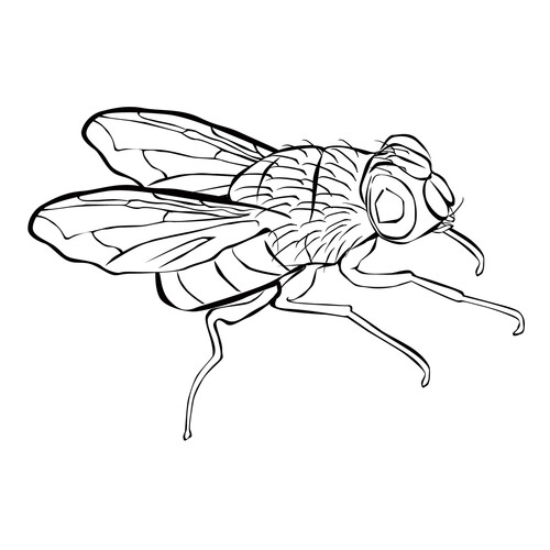 Fly Coloring Page free printable Insect Coloring Pages coloring page