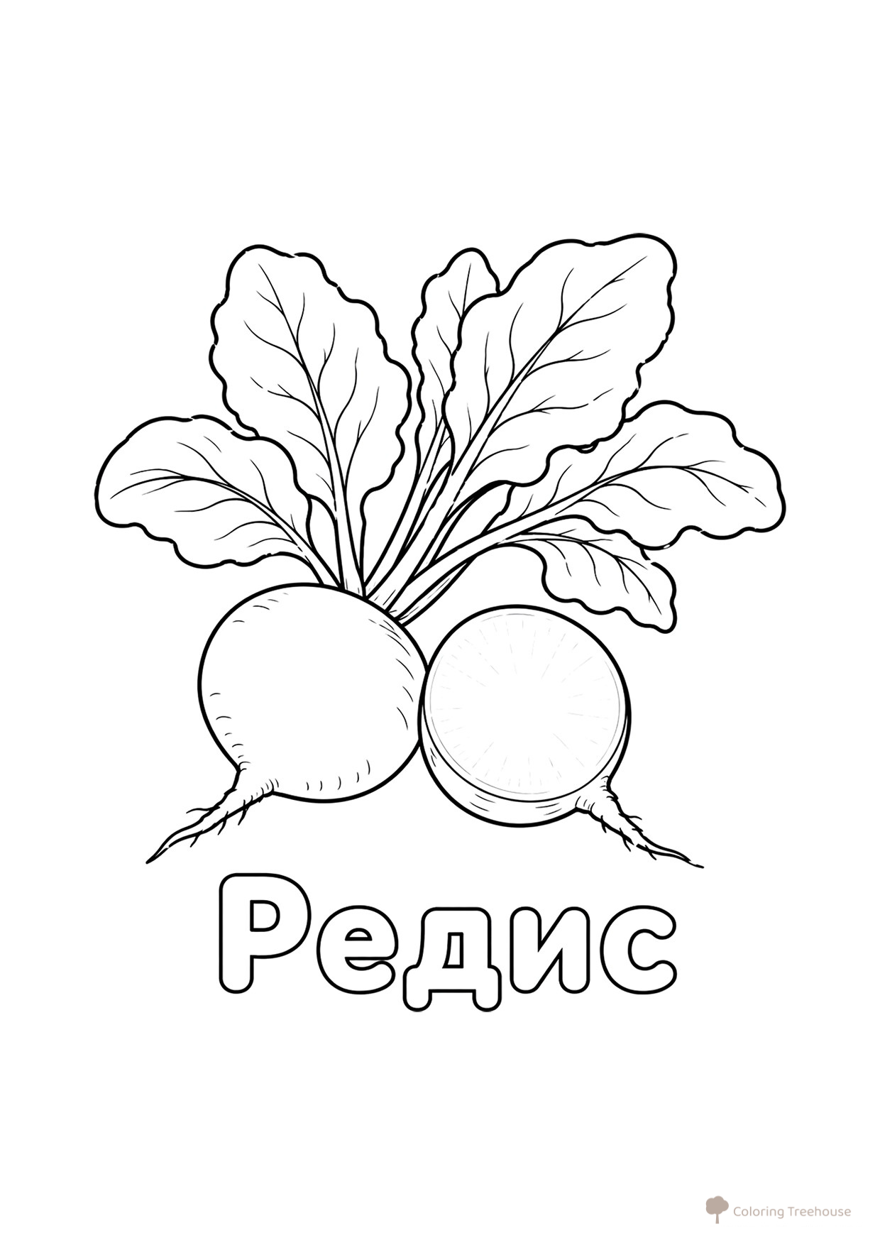 Página para colorear: Rábano (Редис) dibujo para colorear gratis de Páginas para colorear: verduras y hortalizas