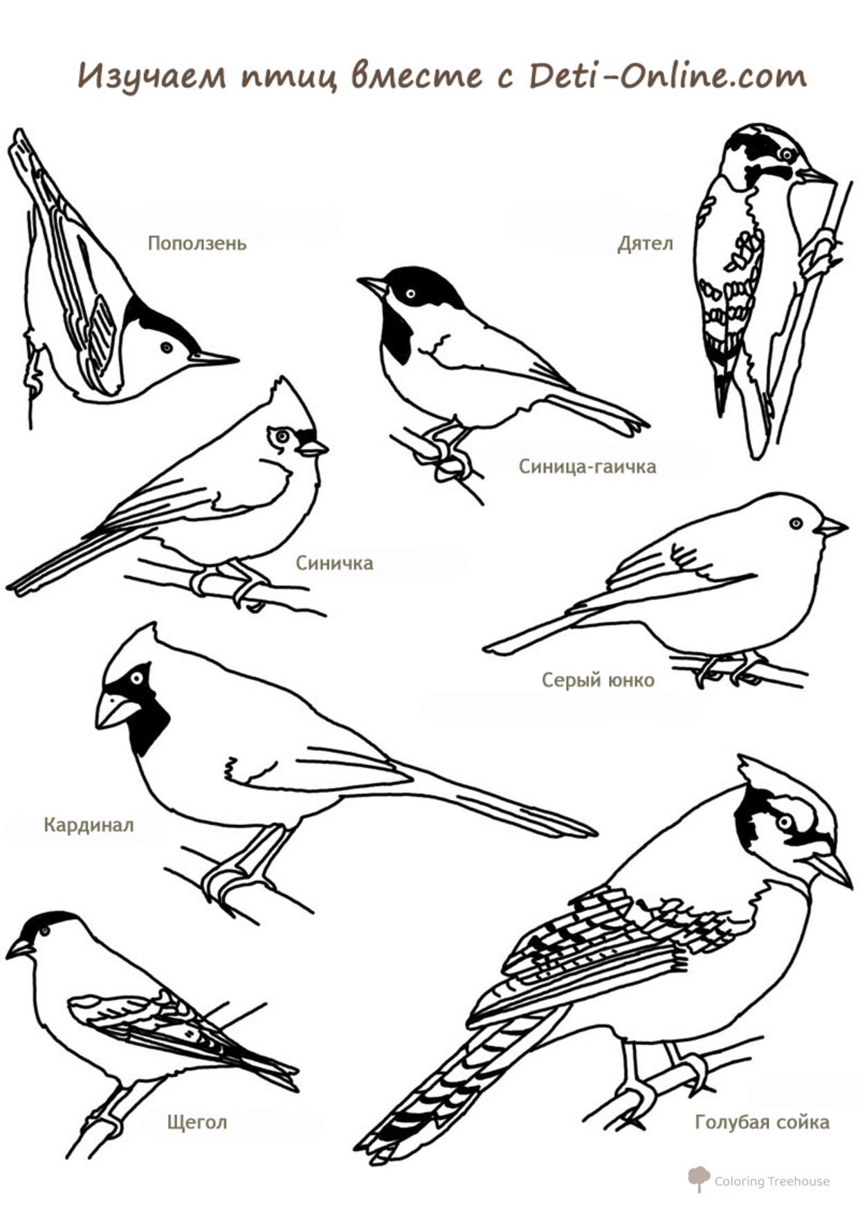 Libro para colorear: Enciclopedia de las aves dibujo para colorear gratis de Páginas para colorear: aves