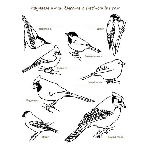 Libro para colorear: Enciclopedia de las aves dibujo para colorear gratis de Páginas para colorear: aves