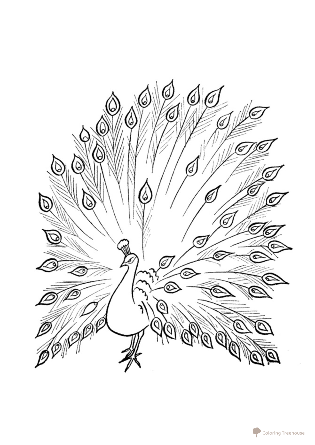 Peacock Coloring Page free printable Bird Coloring Pages coloring page