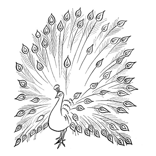 Peacock Coloring Page free printable Bird Coloring Pages coloring page
