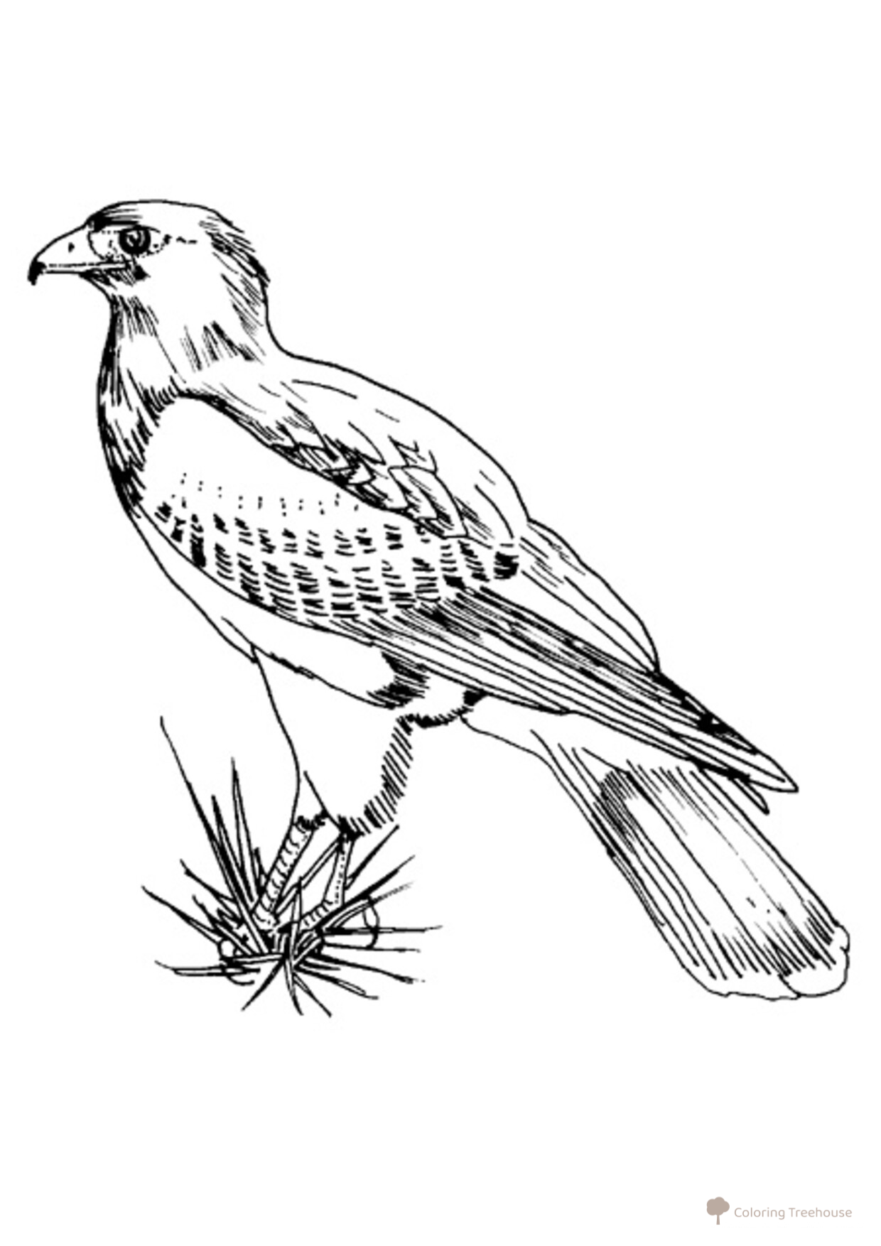 Página para colorear: Halcón dibujo para colorear gratis de Páginas para colorear: aves