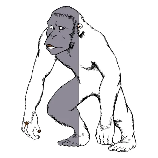 Monkey Coloring Pages for Kids